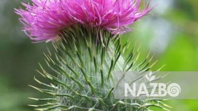 خار مریم گیاهی موثر برای درمان بیماری های مختلف