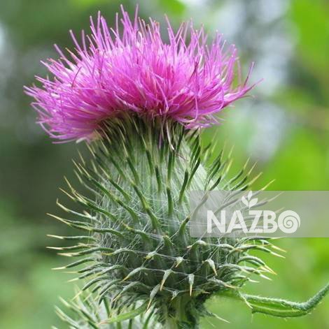 خار مریم گیاهی موثر برای درمان بیماری های مختلف